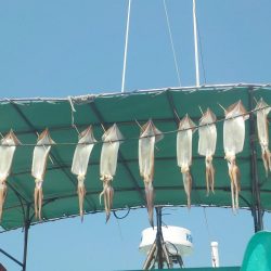 するめいか　10～16～20杯