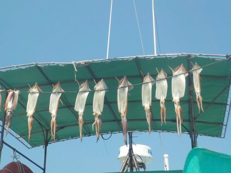 するめいか　10～16～20杯