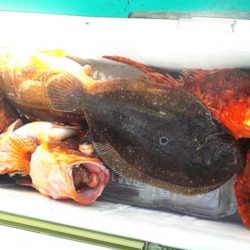 根魚1匹　ヒラメ1匹　カサゴ6匹