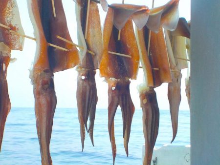 するめいか  10～18杯　30～50ｃｍ 本日、最終引退日