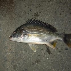 夕立の翌日、久しぶりにウナギ