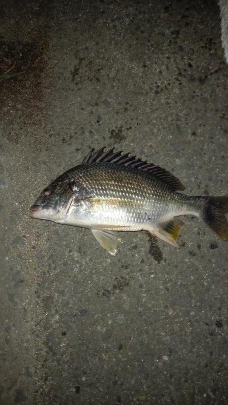 夕立の翌日、久しぶりにウナギ