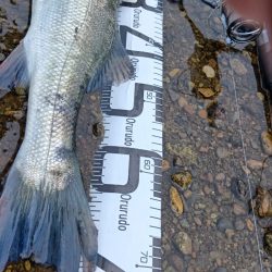 ダツ以外を狙う