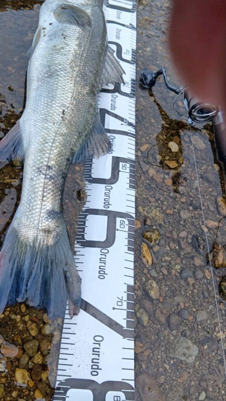 ダツ以外を狙う