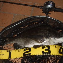 ハードルアーだけで