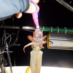 イカメタル第3戦