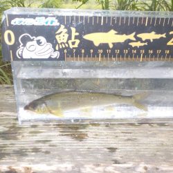 鮎最終戦〜朽木〜