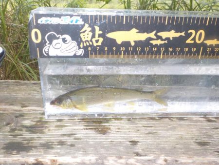 鮎最終戦〜朽木〜