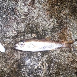 泉南タチウオ開幕