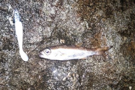 泉南タチウオ開幕