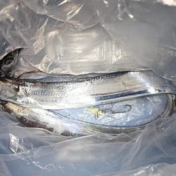 タチウオじあい短い