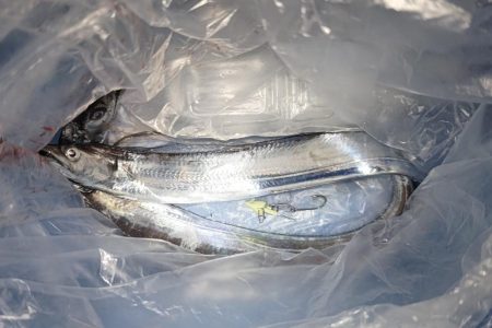 タチウオじあい短い