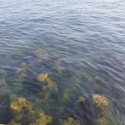 秋イカエギング