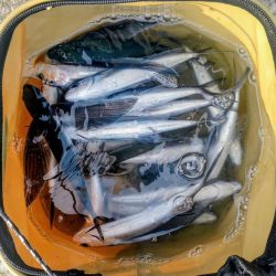 泉大津のトビウオ