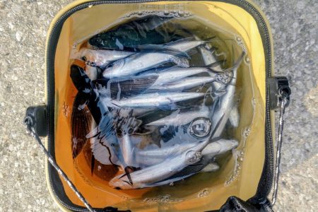 泉大津のトビウオ