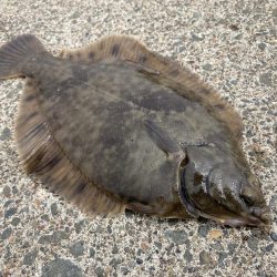 根室、夏枯れの時期にカレイ爆釣！！