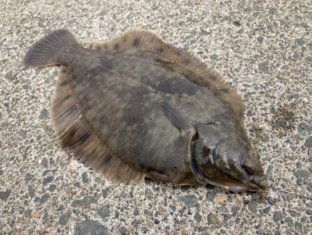 根室、夏枯れの時期にカレイ爆釣！！