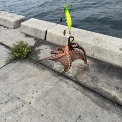 今日もタコさんやでぇ〜