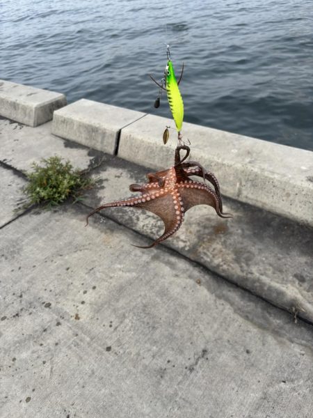 今日もタコさんやでぇ〜