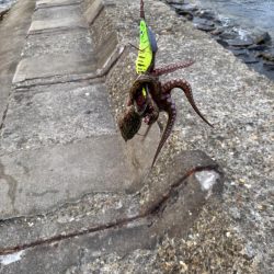 今日の主役ネイビーブラザーズ