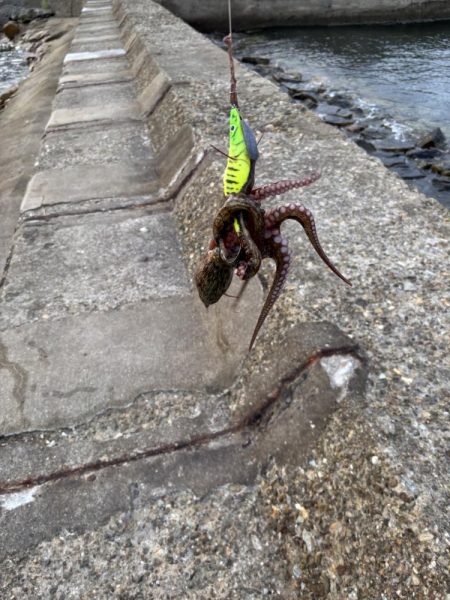 今日の主役ネイビーブラザーズ