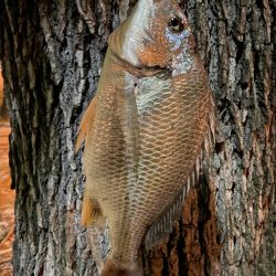 アーバンチニング②