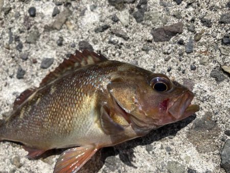 港でガヤ祭り！！