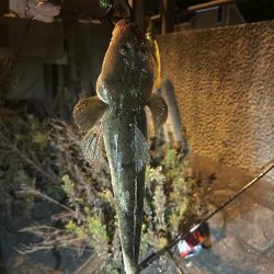 シーバスの外道でマゴチゲットだぜ