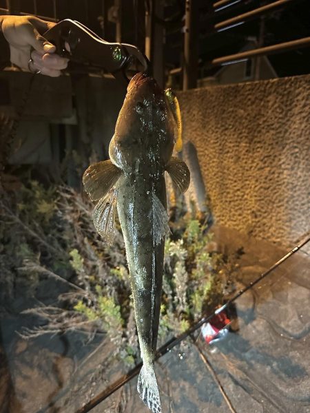 シーバスの外道でマゴチゲットだぜ