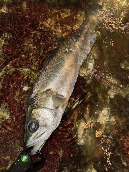 遂に初シーバスGet!!!