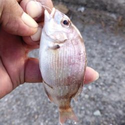 東二見のキス調査