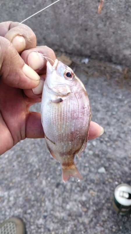 東二見のキス調査