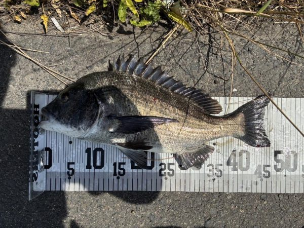 イチノ兄弟、釣果！