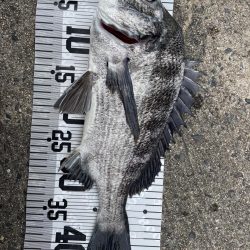 イチノ兄弟、釣果!