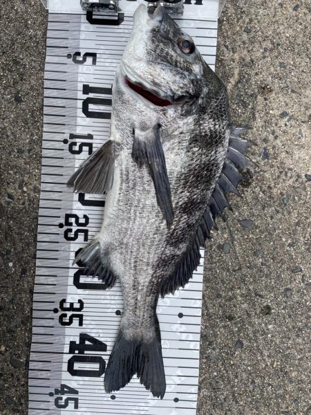 イチノ兄弟、釣果!