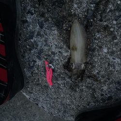 ケンサキを求めて!