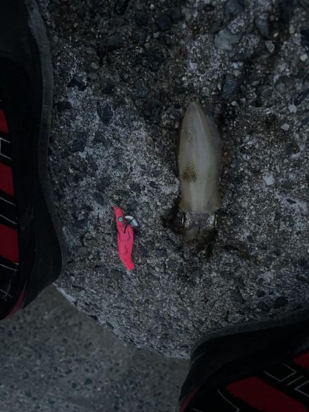 ケンサキを求めて!