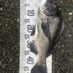 イチノ兄弟、釣果!