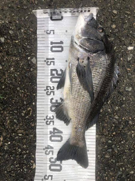 イチノ兄弟、釣果!