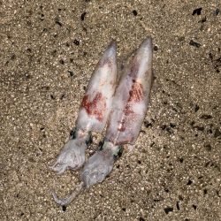 雨予報の中、邪道エギング