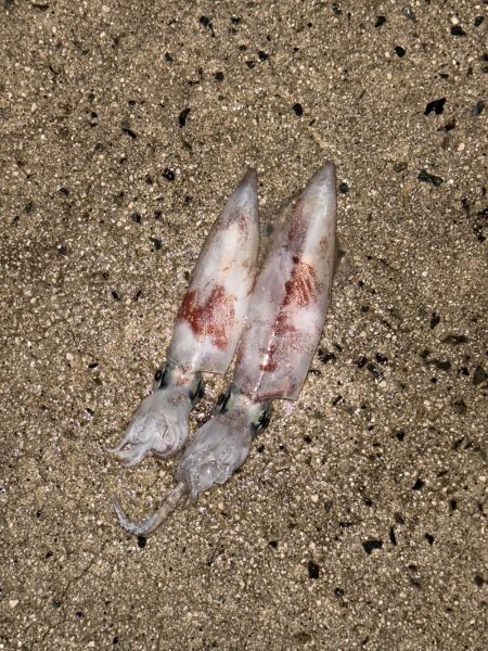 雨予報の中、邪道エギング