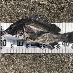 イチノ兄弟、釣果!