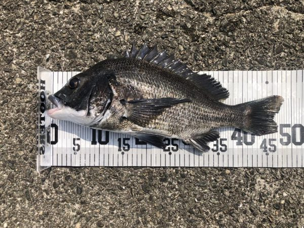 イチノ兄弟、釣果!