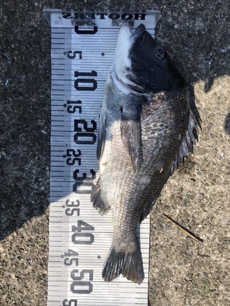 イチノ兄弟、釣果！