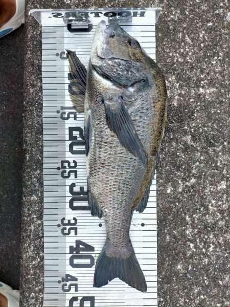 イチノ兄弟、釣果！