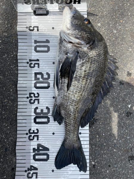 イチノ兄弟、釣果！