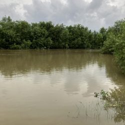 雨の合間のナマズゲーム