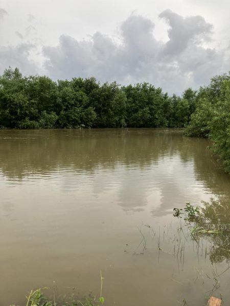 雨の合間のナマズゲーム