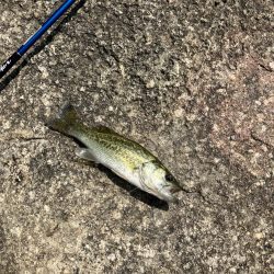 ひさびさの宇治川