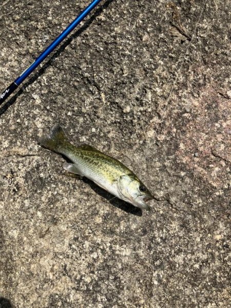 ひさびさの宇治川